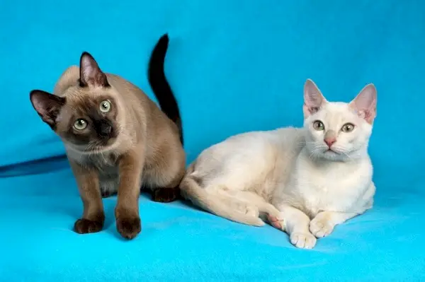 Gatto tonkinese