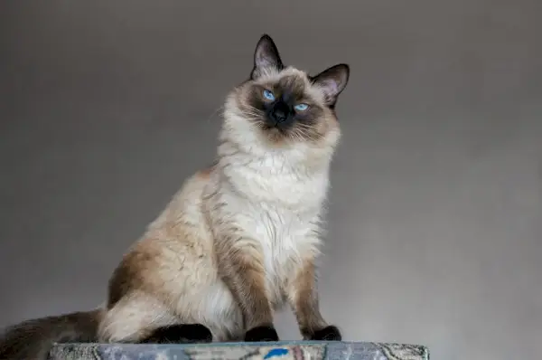 Gato balinés con ojos azules.