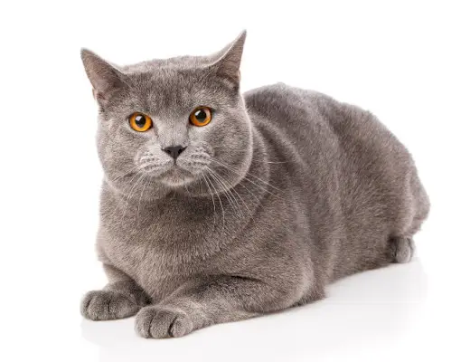 gato chartreux