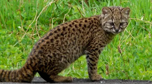 Bilmeniz Gereken 29 En Nadir Kedi Irkları ve Kedi Türleri