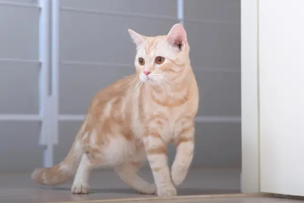 gato americano de pelo corto naranja