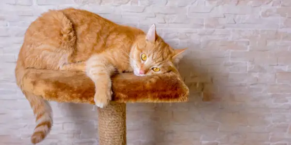 8 magnifiques races de chats orange qui font d'excellents animaux de compagnie (avec photos)