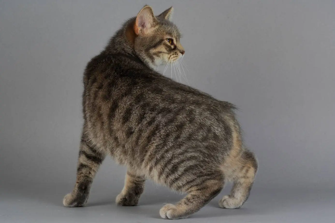 Manx cat