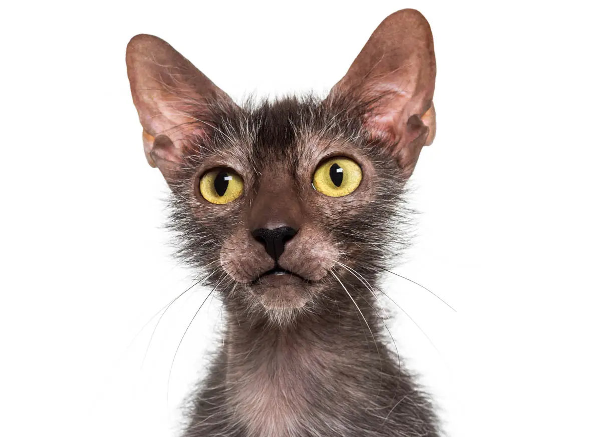Lykoi cat