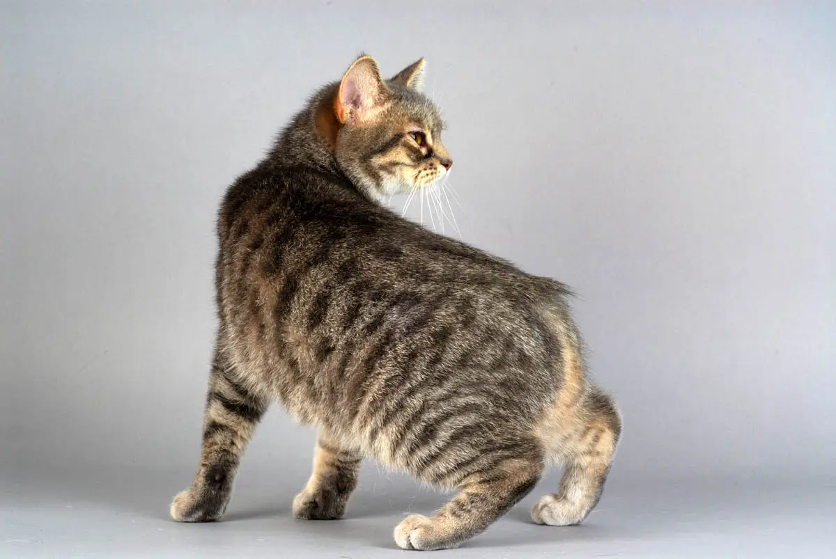 Manx cat