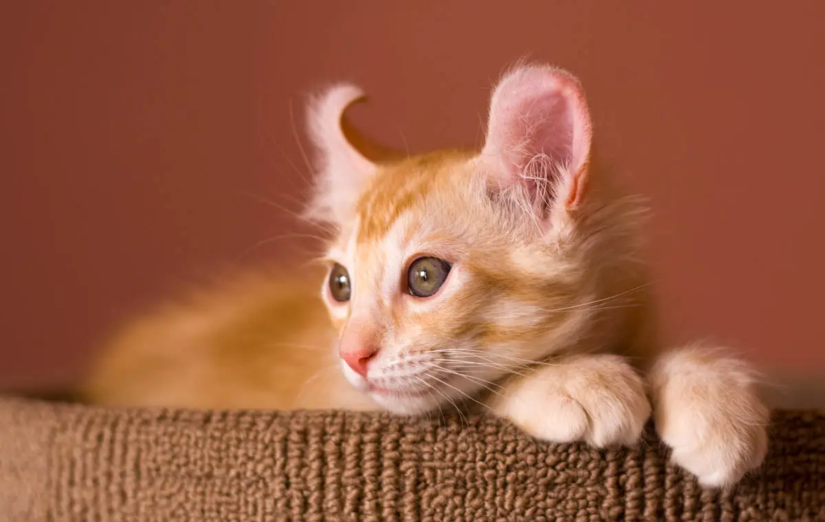American Curl