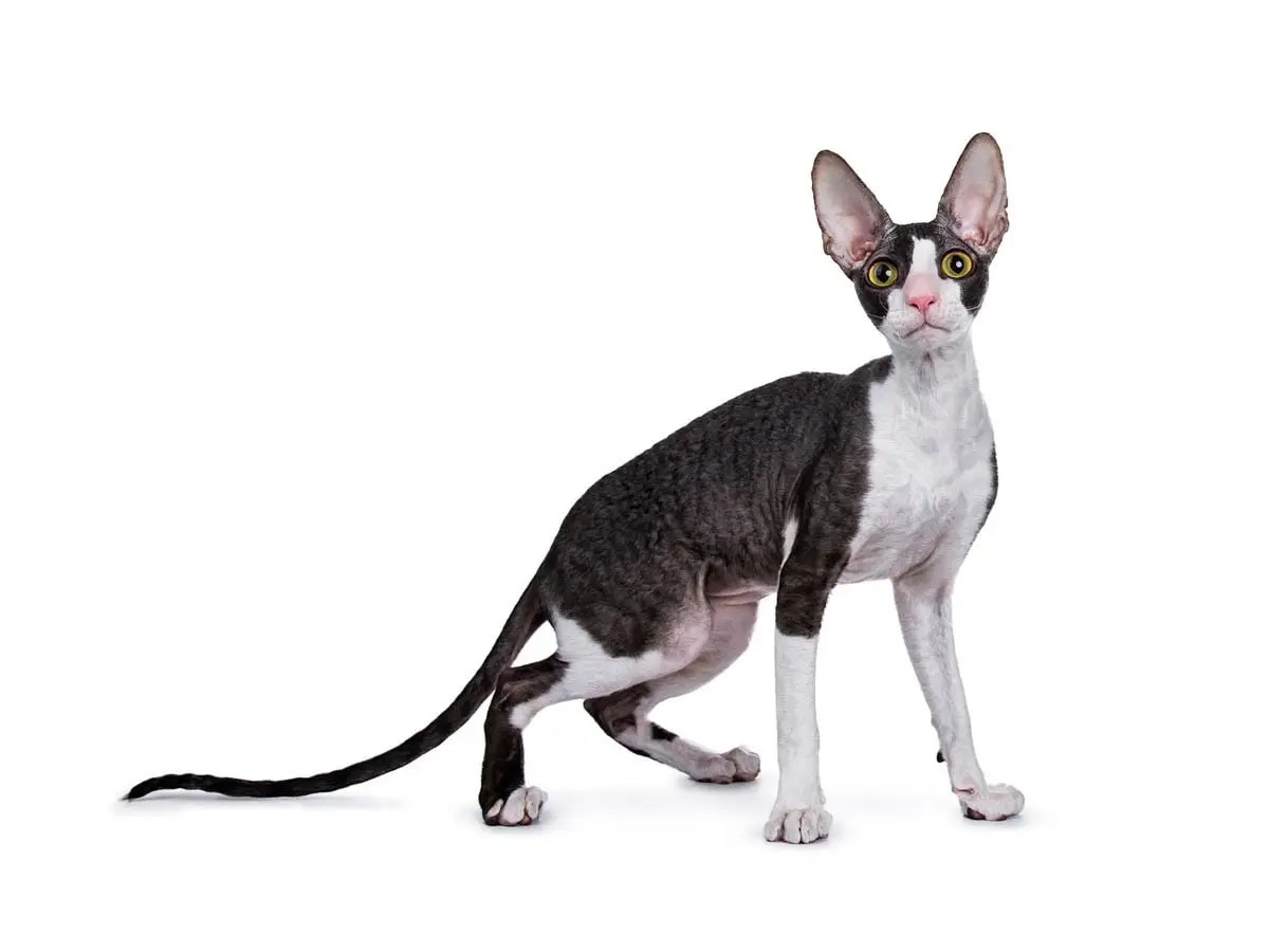 Cornish Rex