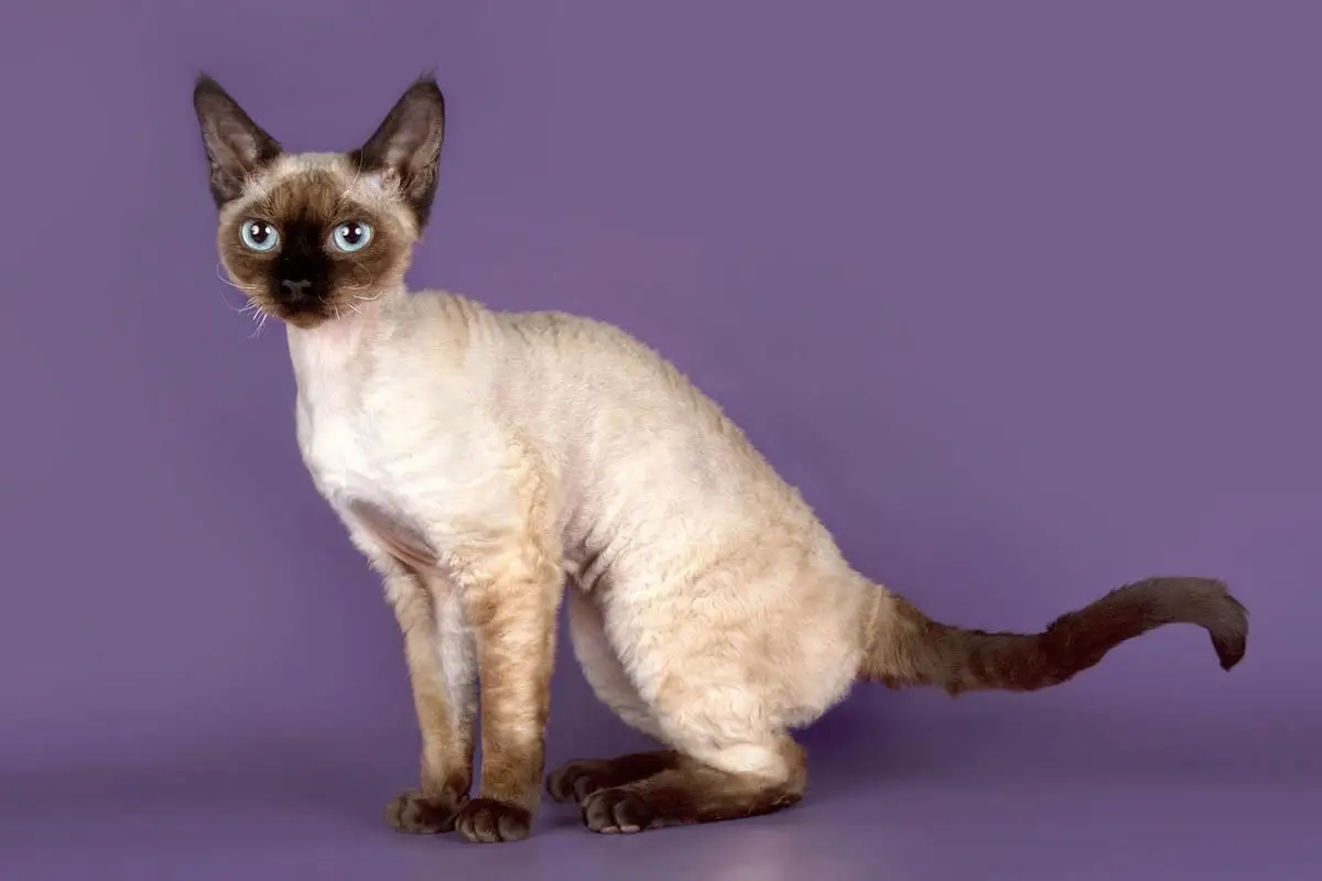 Devon Rex