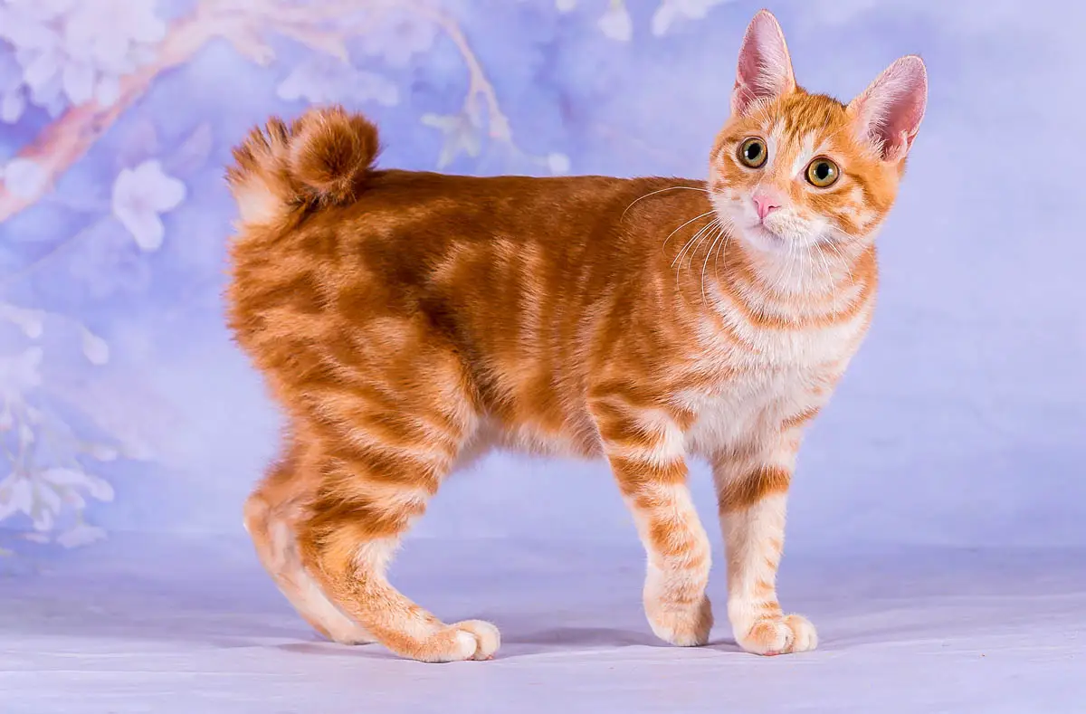 Japanese Bobtail