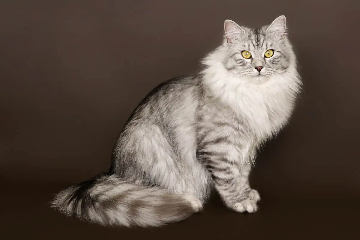 Silver tabby Siberian cat