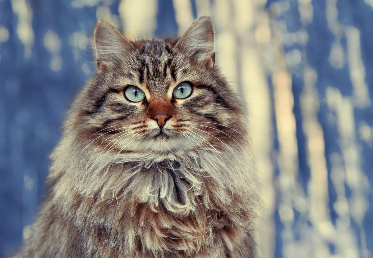 Siberian cat