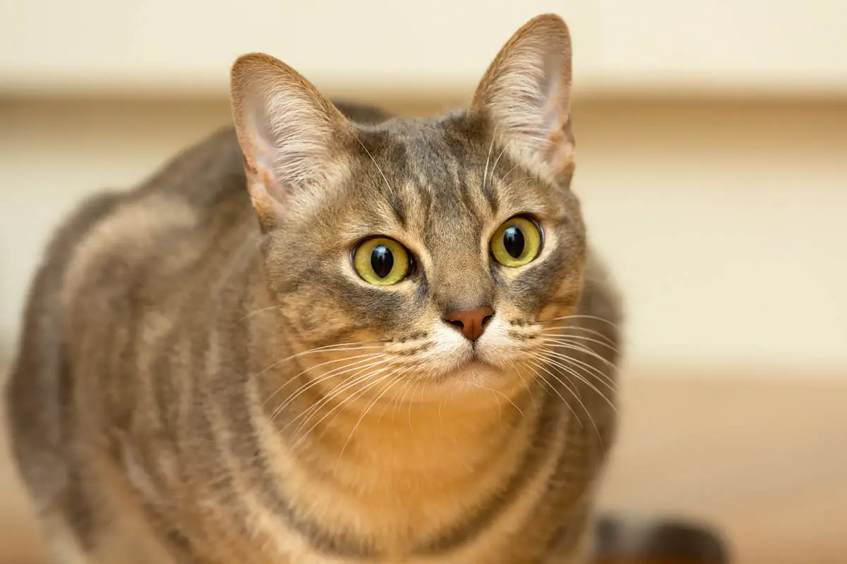 Australian Mist cat