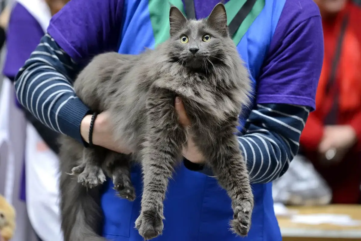 Nebelung cat