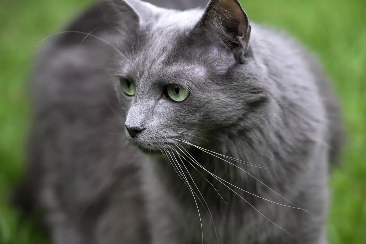 Nebelung cat