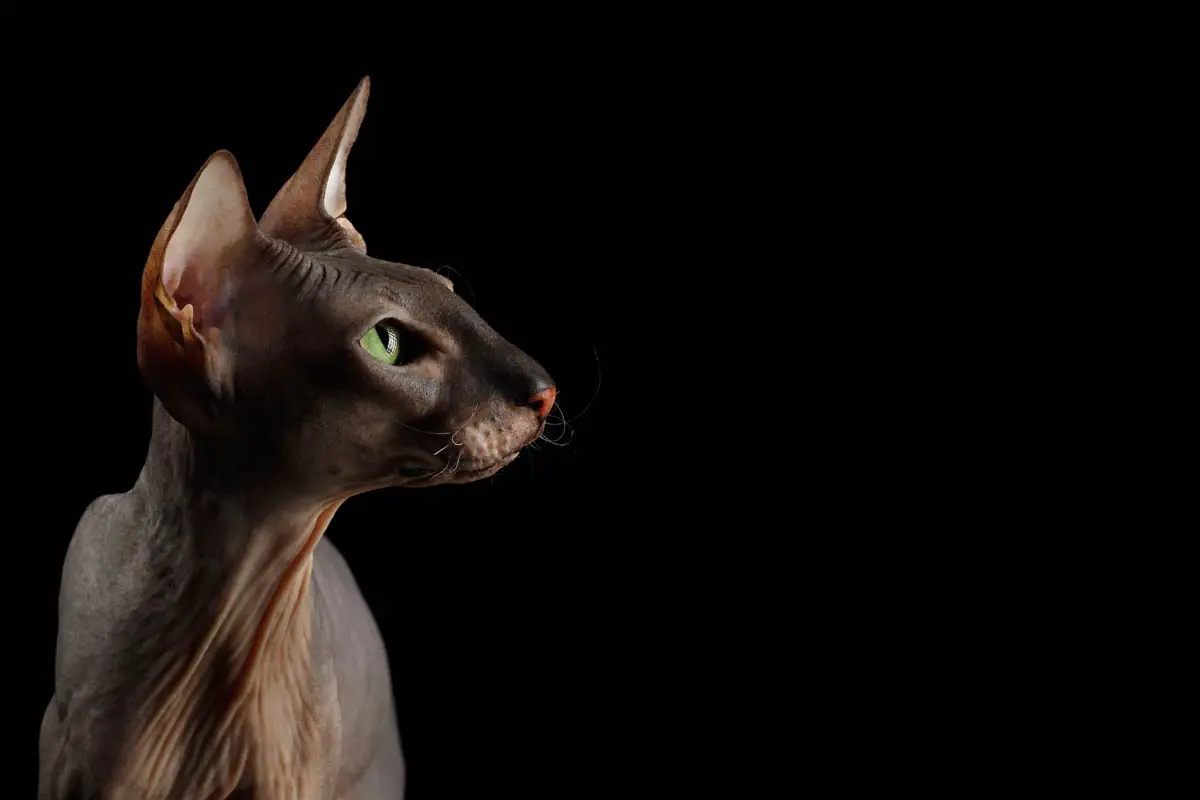 Peterbald cat