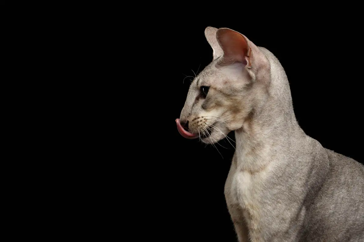 Peterbald cat