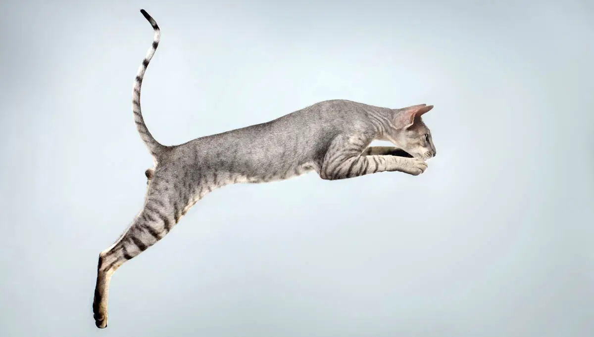 Peterbald cat jumping