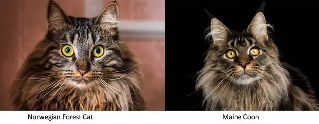 Close up of Norwegian Forest Cat and Maine Coon cats