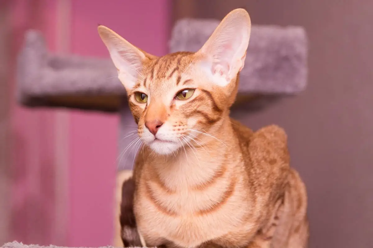 Oriental cat