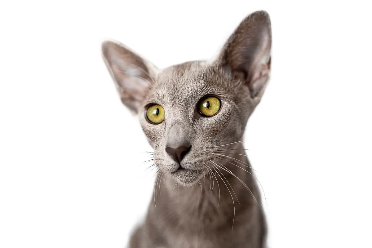 Grey Oriental cat