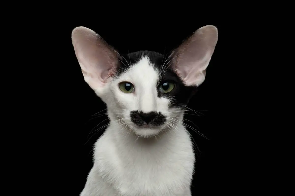 Black and white Oriental cat