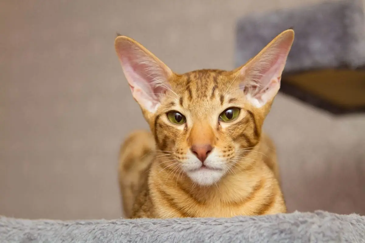 Tabby Oriental cat