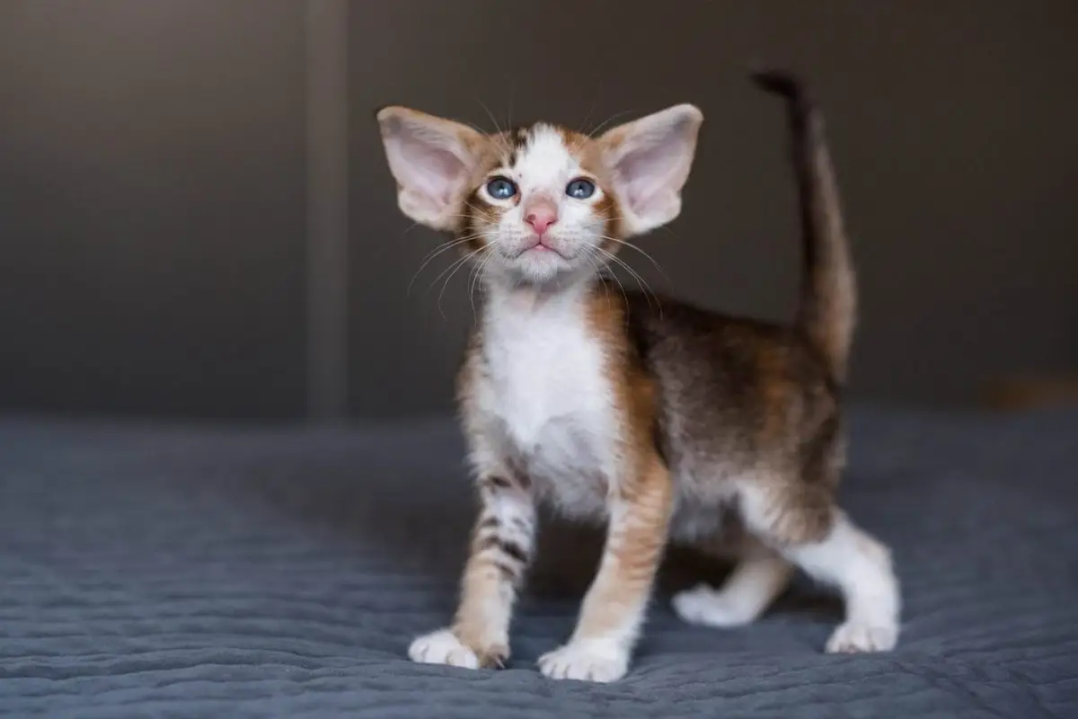 Oriental kitten