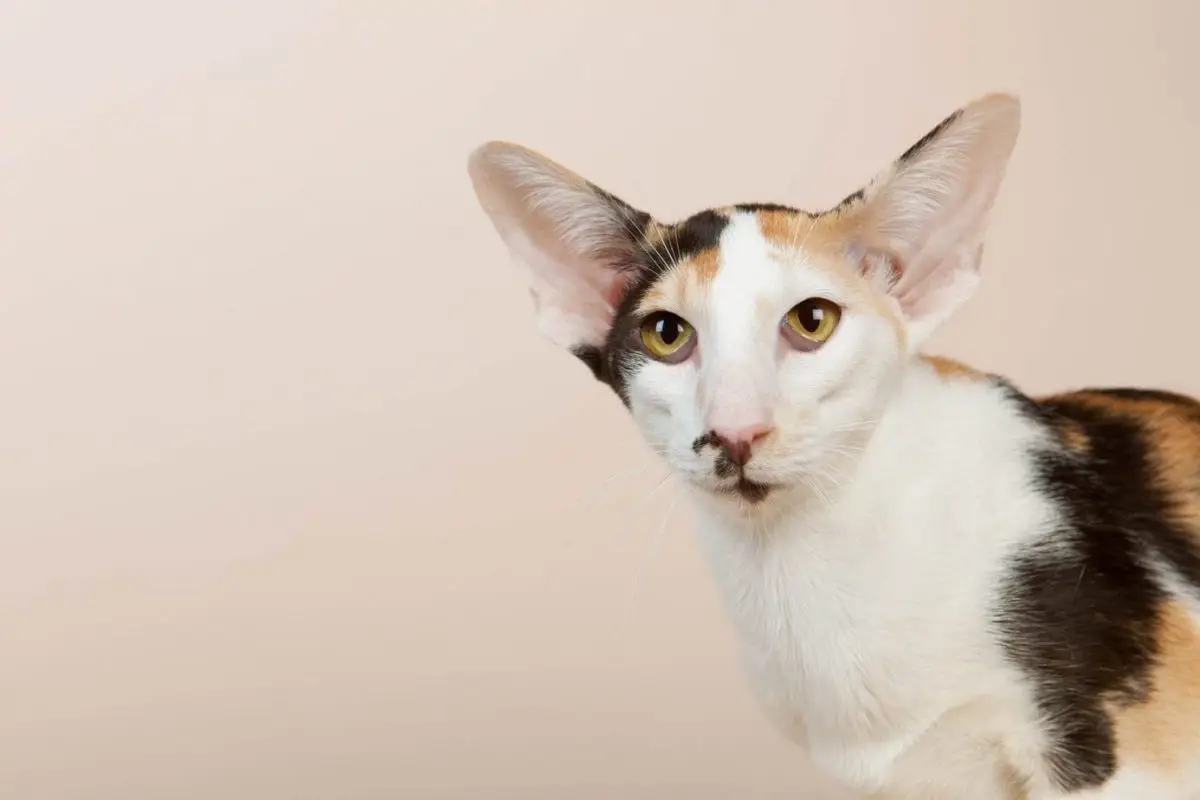 Calico Oriental cat