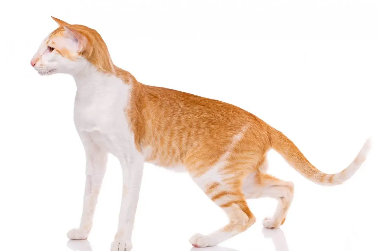 Red and white Oriental cat