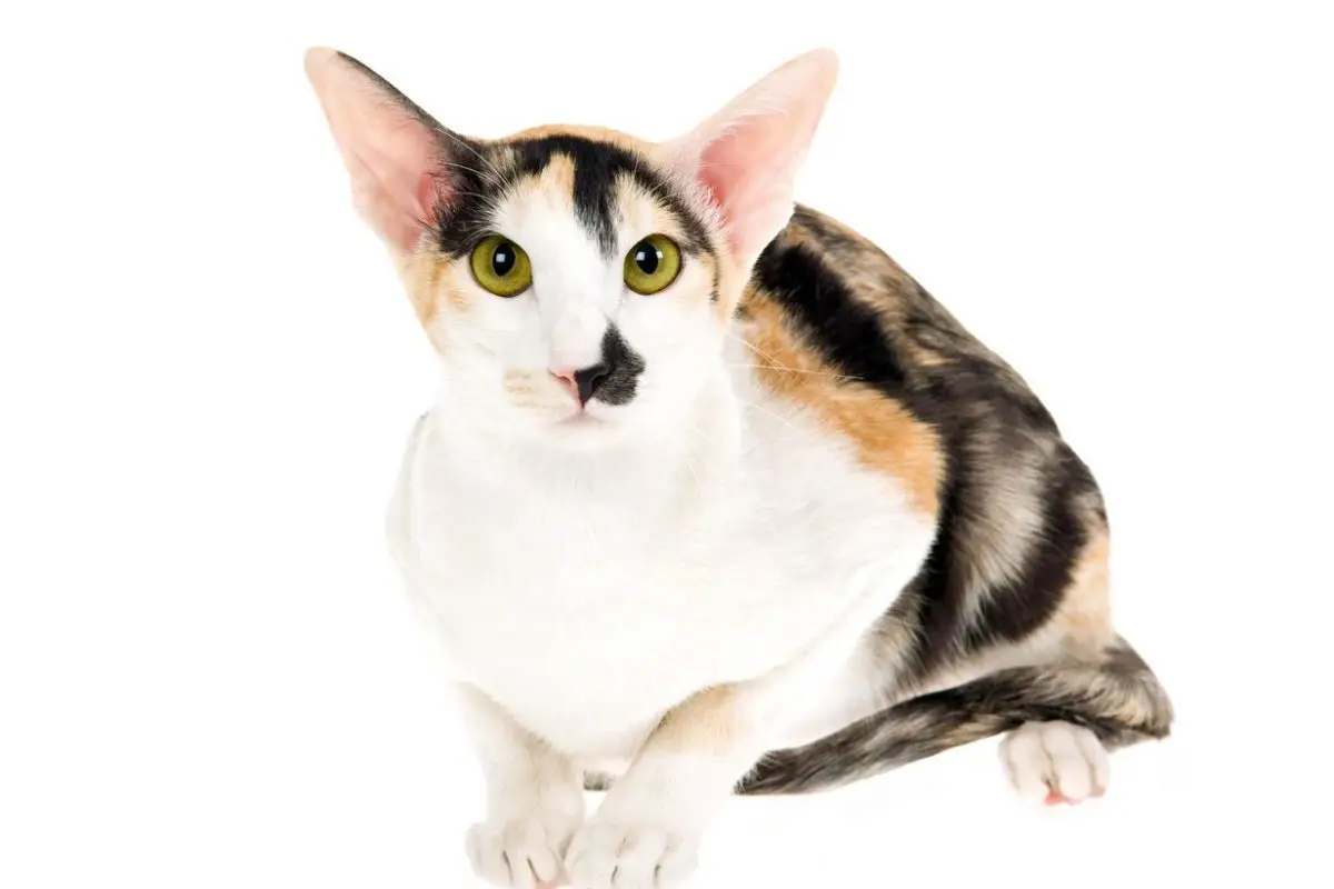 Calico Oriental cat