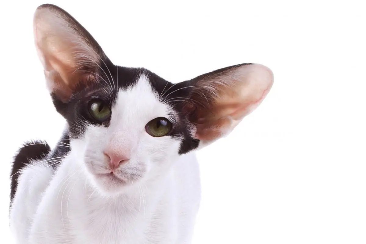 Black and white oriental cat