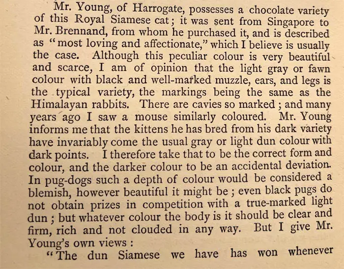 Chocolate Siamese