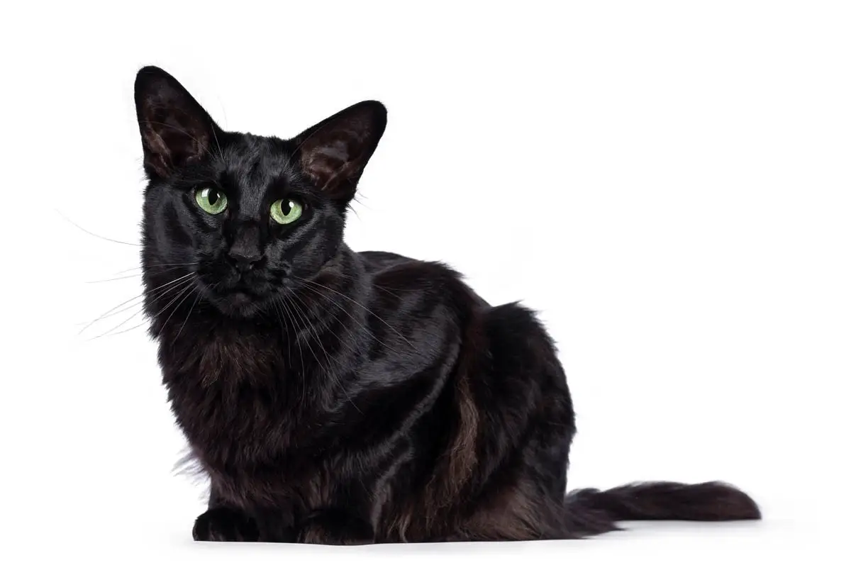 Black Oriental longhair