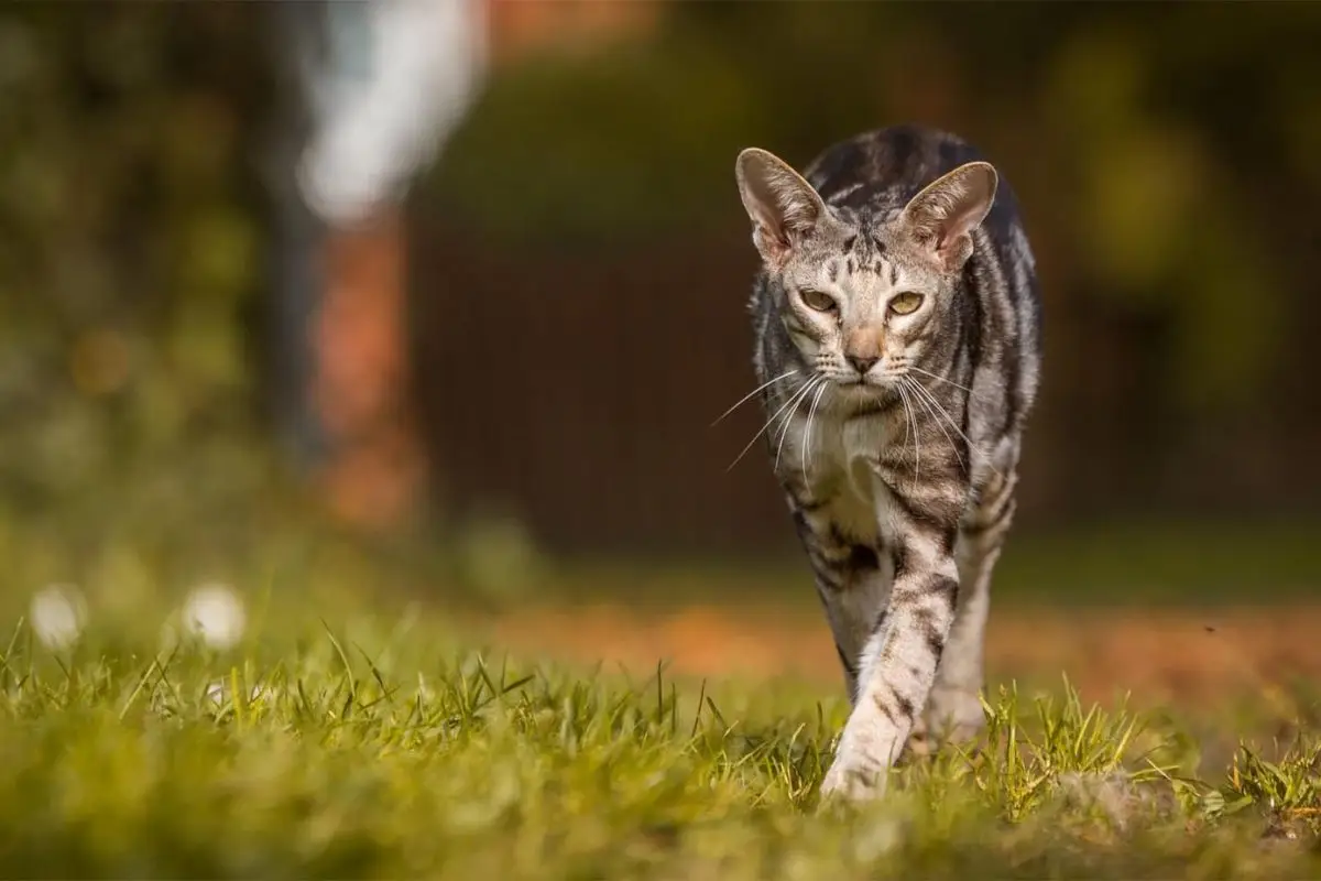 Tabby oriental cat