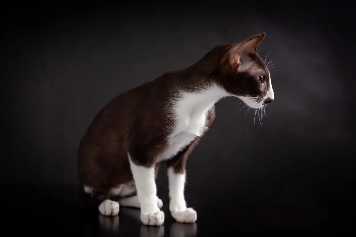 Brown and white oriental