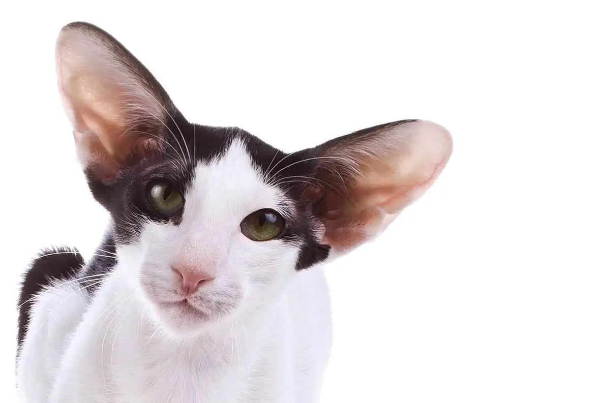 Black and white Oriental cat
