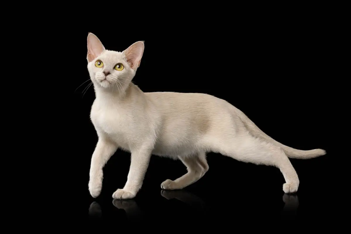 Young Burmese cat
