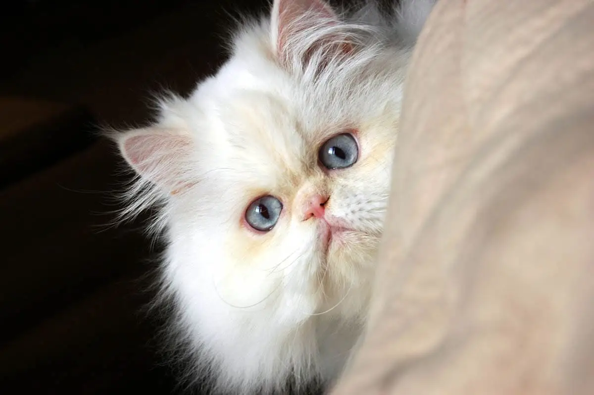 Himalayan cat