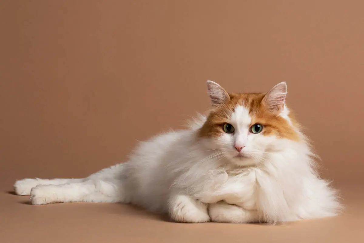 Turkish Van