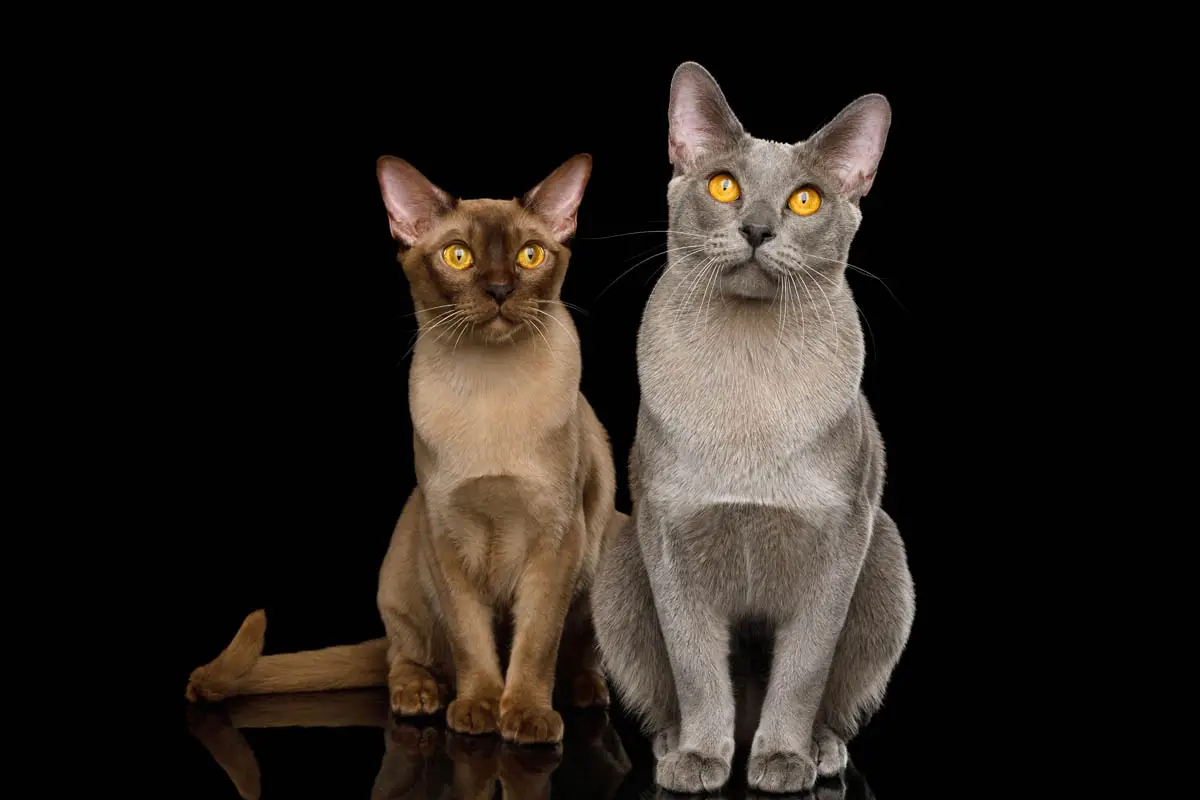 Chocolate and blue Burmese