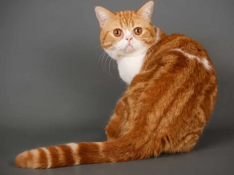 orange scottish shorthair