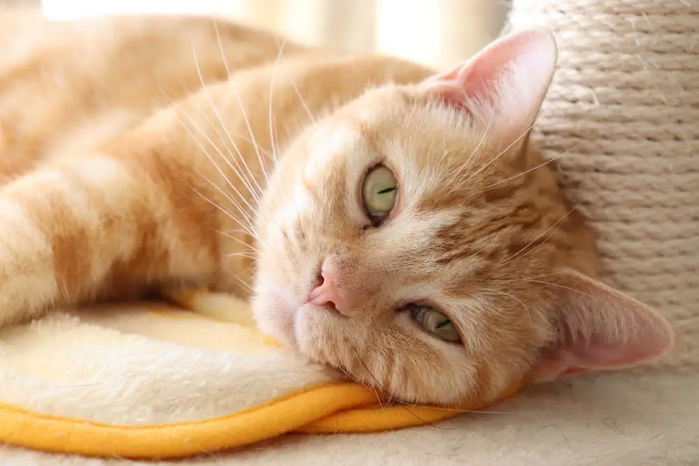 orange american shorthair