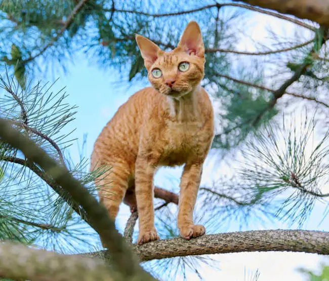 orange devon rex