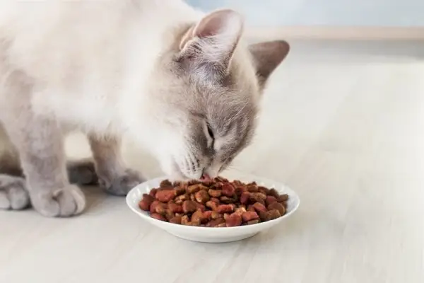 Siamkatze frisst Trockenfutter aus einer Schüssel