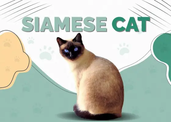 Siamkatze