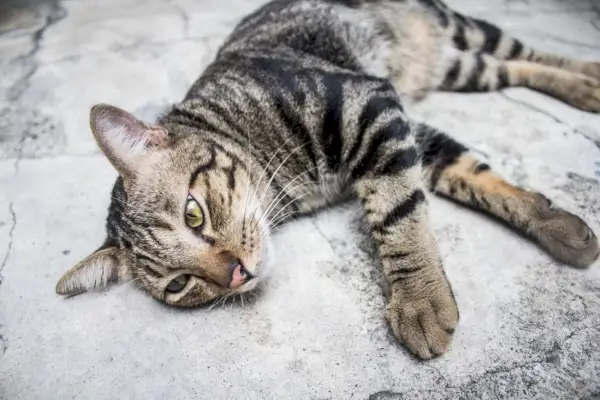 El gato bobtail americano se acostó