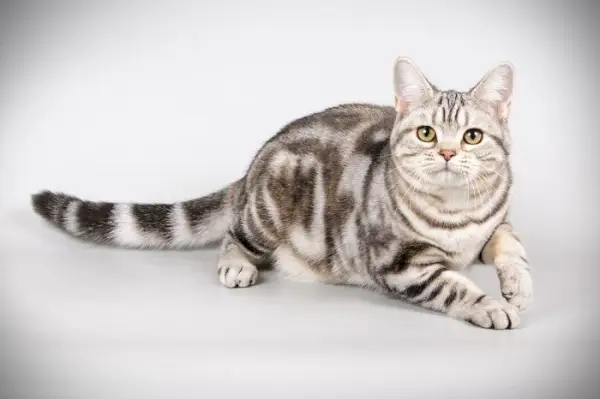 American Shorthair