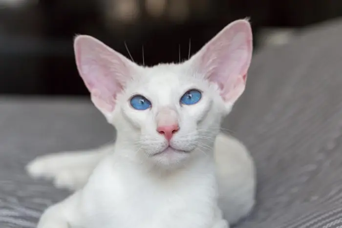 Foreign white cat