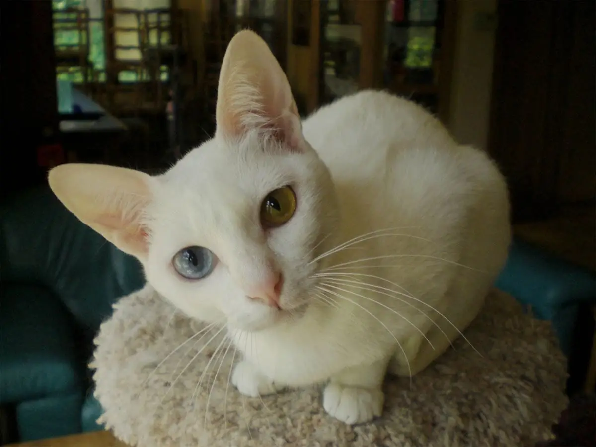 White Khao Manee cat
