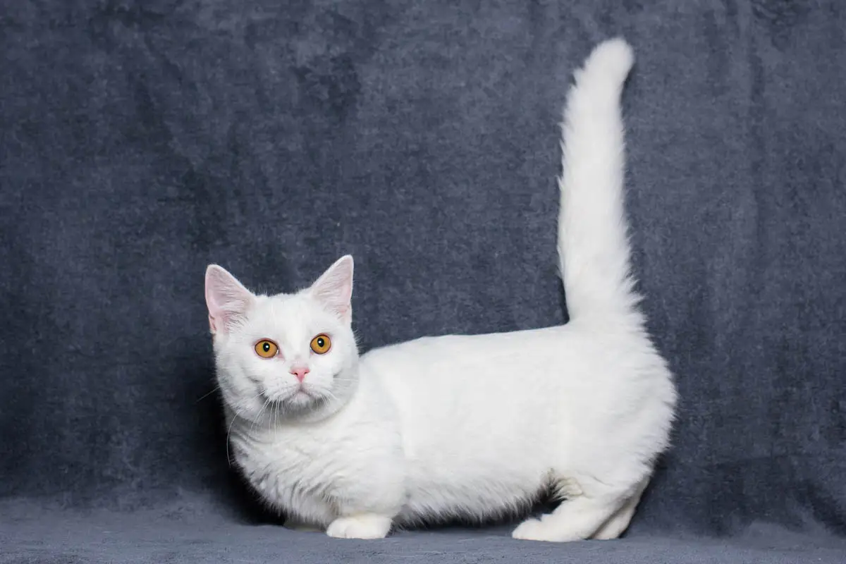 White Munchkin cat